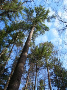 old growth pines