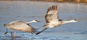 Flying cranes