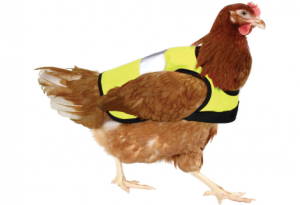 Chicken in a vest