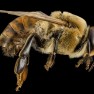 honeybee_courtesy USGS
