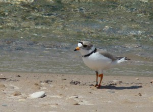 Piping plover.