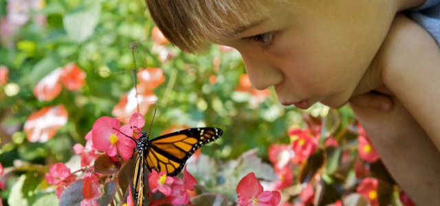 Boy with monarch butterfly