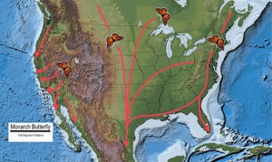 Monarch fall migration map