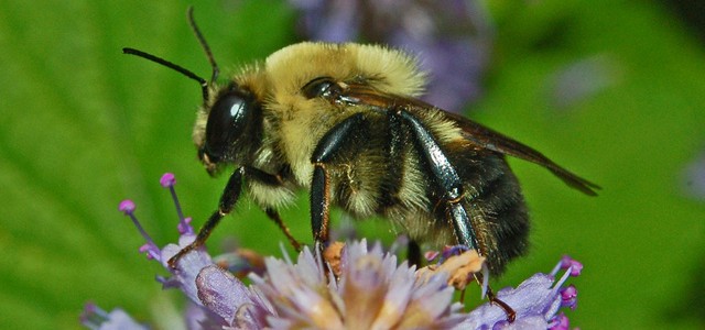 Bumblebee_courtesy Ettore Balocchi via Flickr